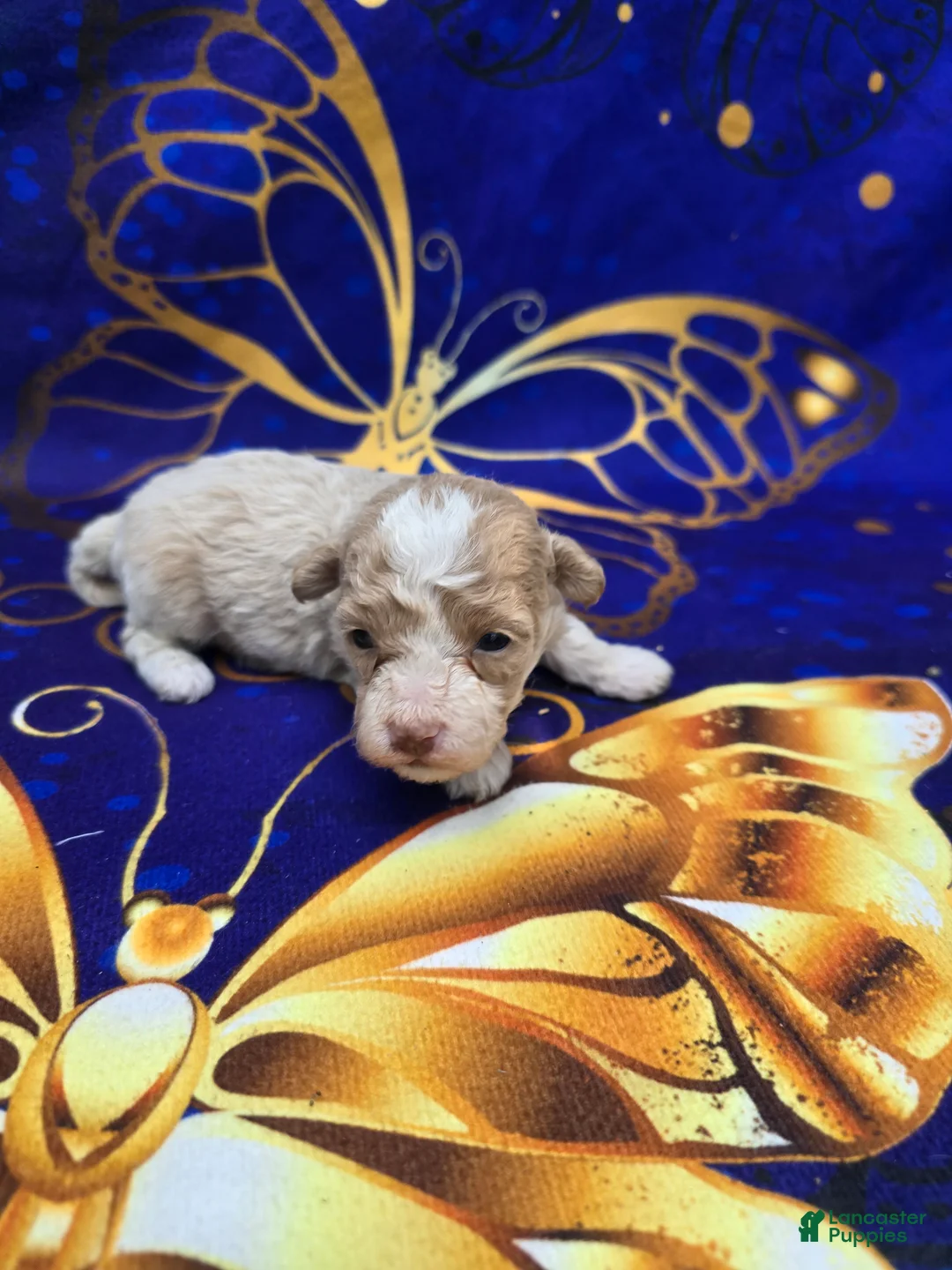 Maltipoo dogs for sale: Phoenix  - Ad 2