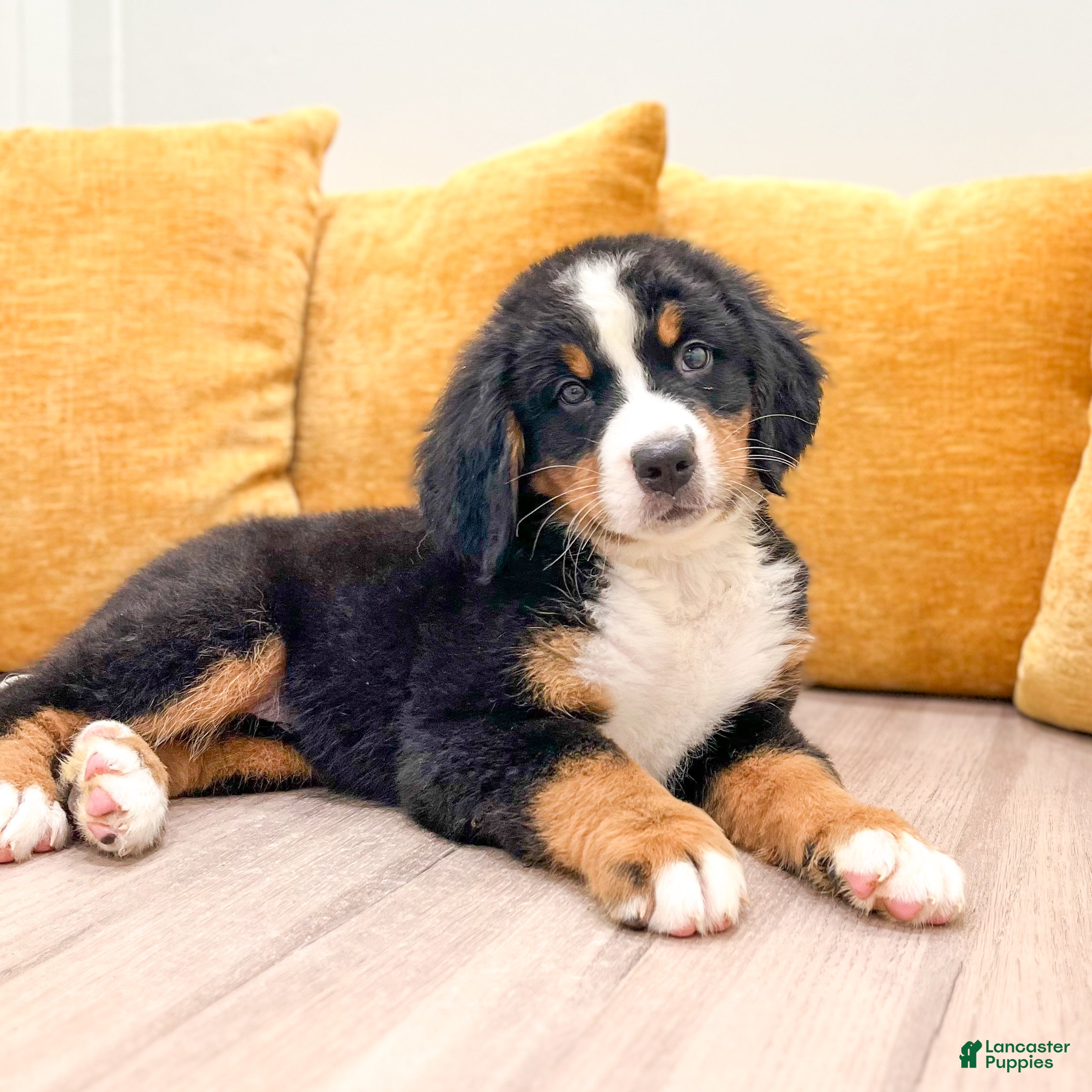 Bernese Mountain Dog dogs Dolly - Ad 2