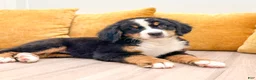 Bernese Mountain Dog dogs for sale: Dolly - Ad 2