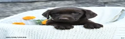 Labrador Retriever dogs for sale: Mindy - Ad 5