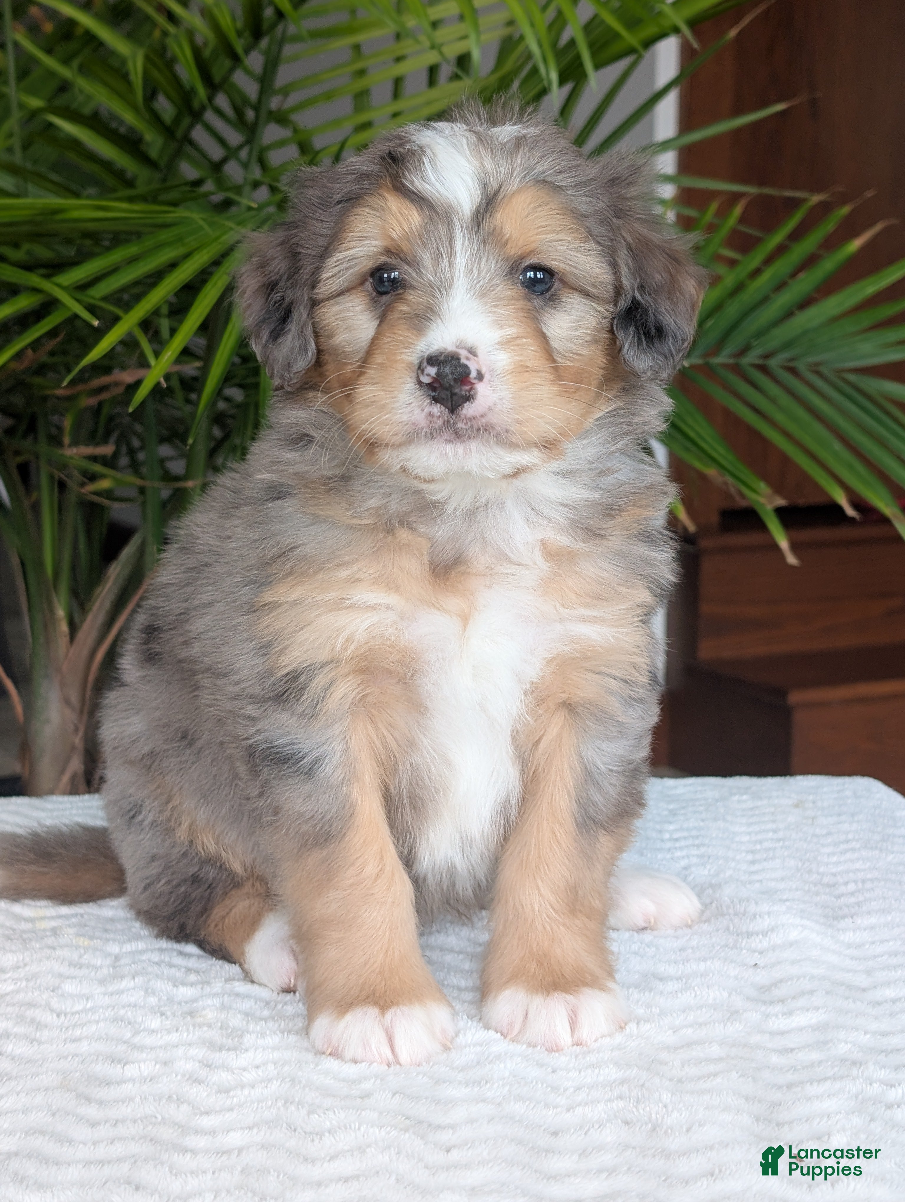 Mini Bernedoodle dogs Mini Dusty  - Ad 1