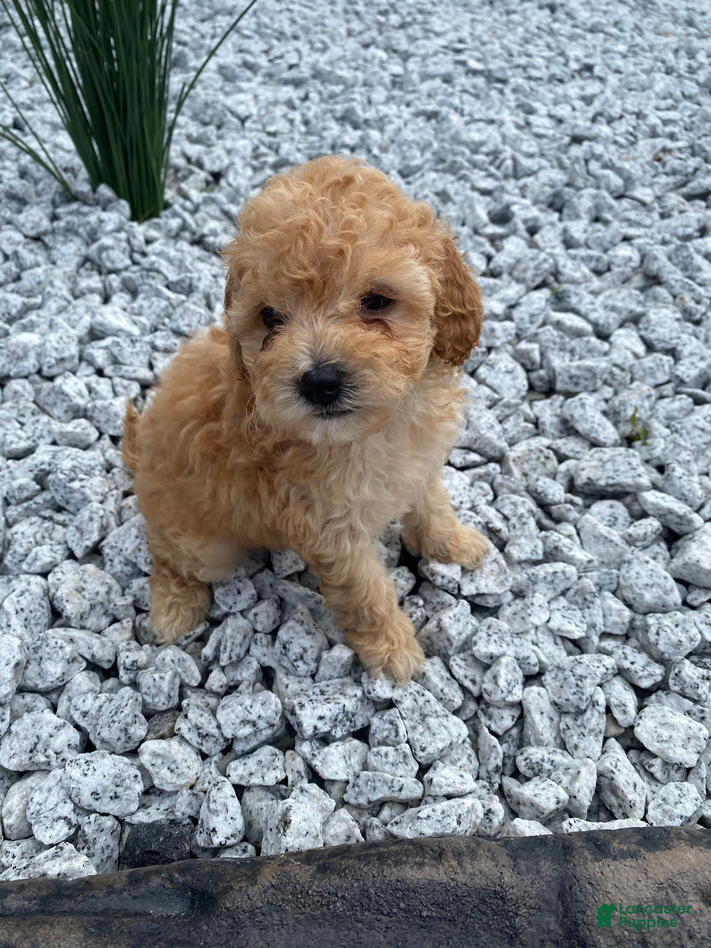 Miniature Poodle dogs Nyla - Ad 1