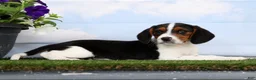 Beagle dogs for sale: Darius - Ad 4