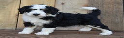 Mini Bernedoodle dogs for sale: Tanner - Ad 1
