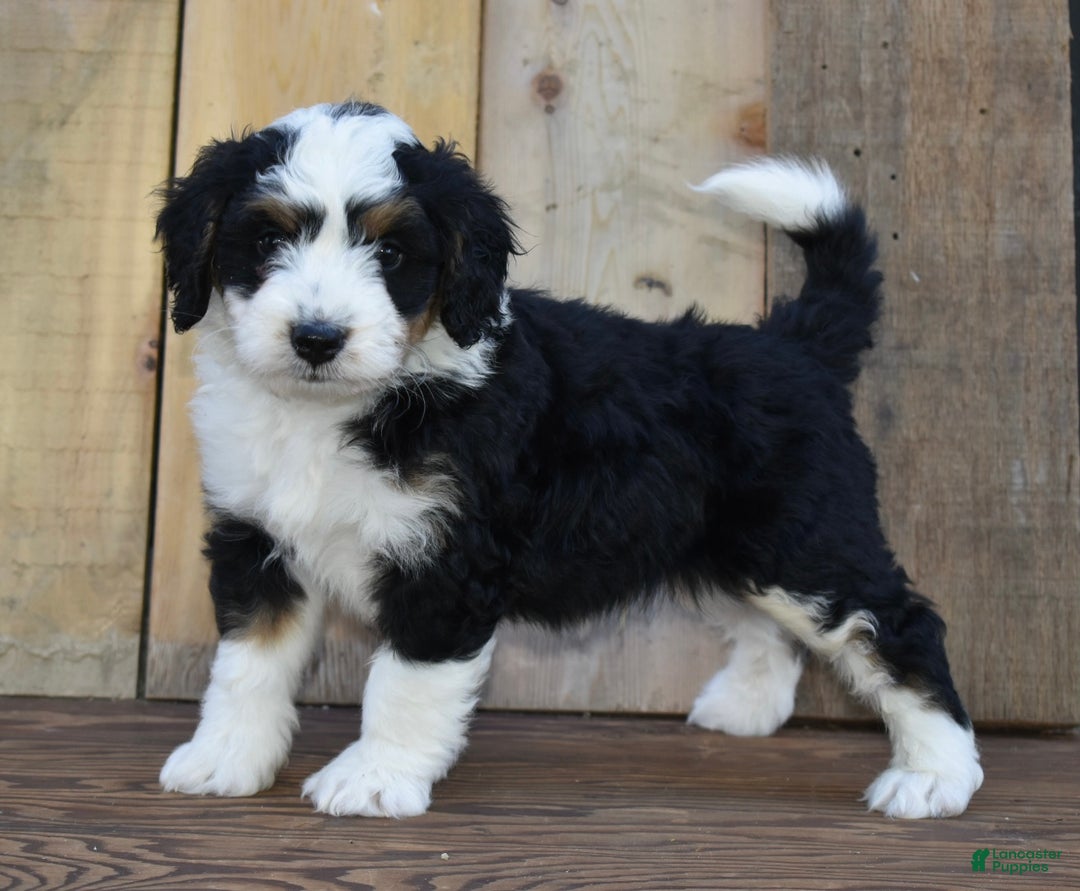 Mini Bernedoodle dogs for sale: Tanner - Ad 1