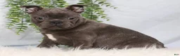 Frenchton dogs for sale: Stacy - Ad 1