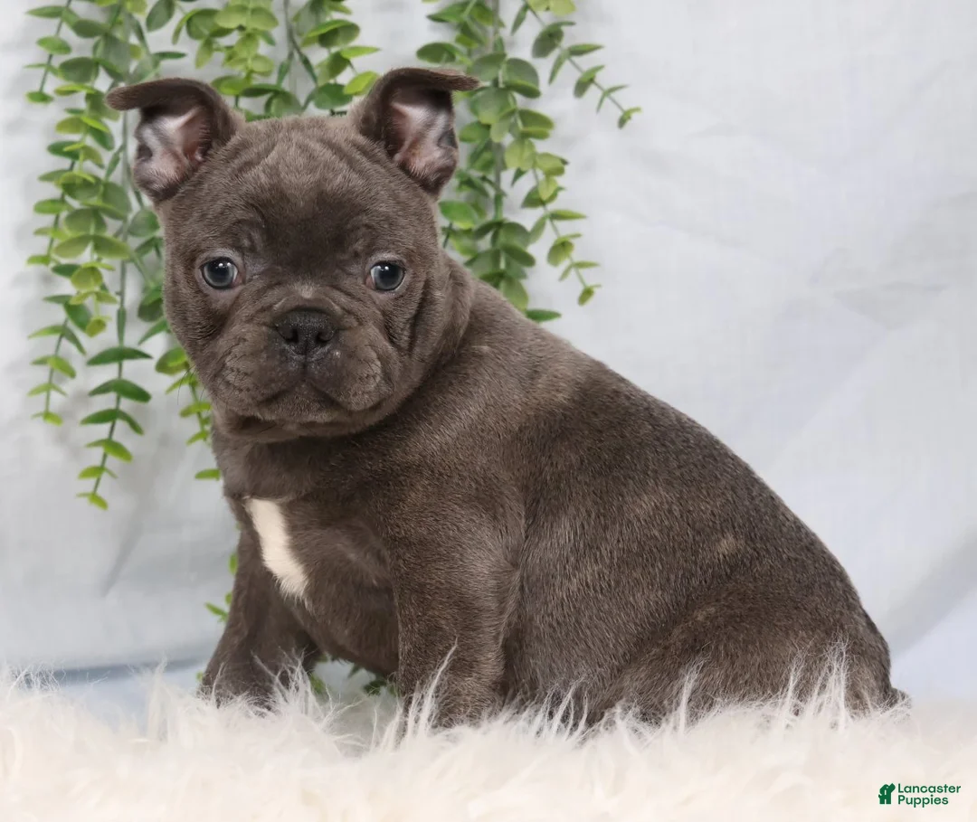 Frenchton dogs for sale: Stacy - Ad 1