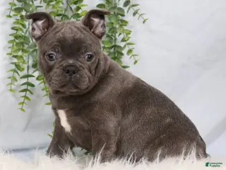 Frenchton dogs for sale: Stacy - Ad 1