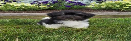 Havanese dogs for sale: Toby - Ad 4