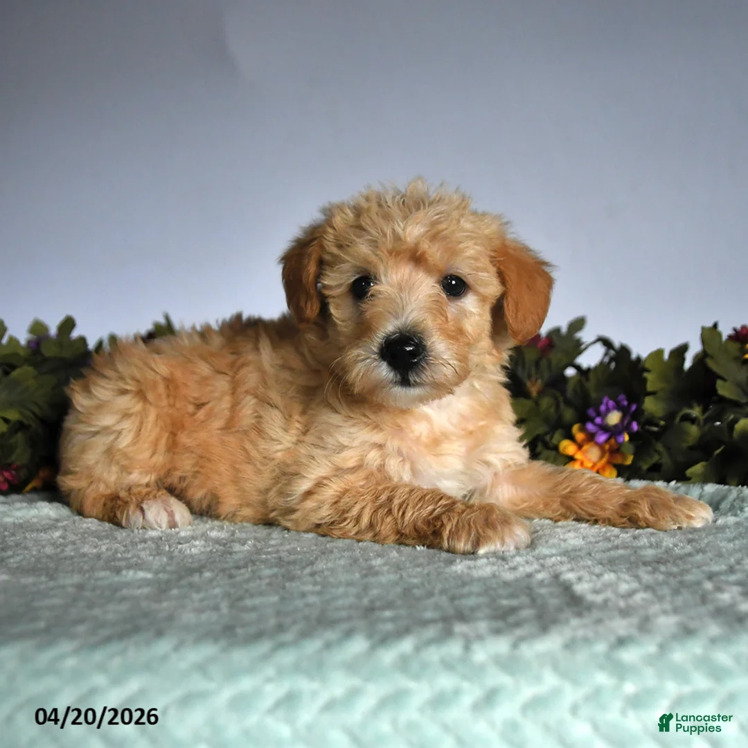 Mixed Breed dogs for sale: Oscar - Ad 3