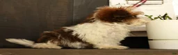 Havapoo dogs for sale: Tucker - available 8/17/26 - Ad 6