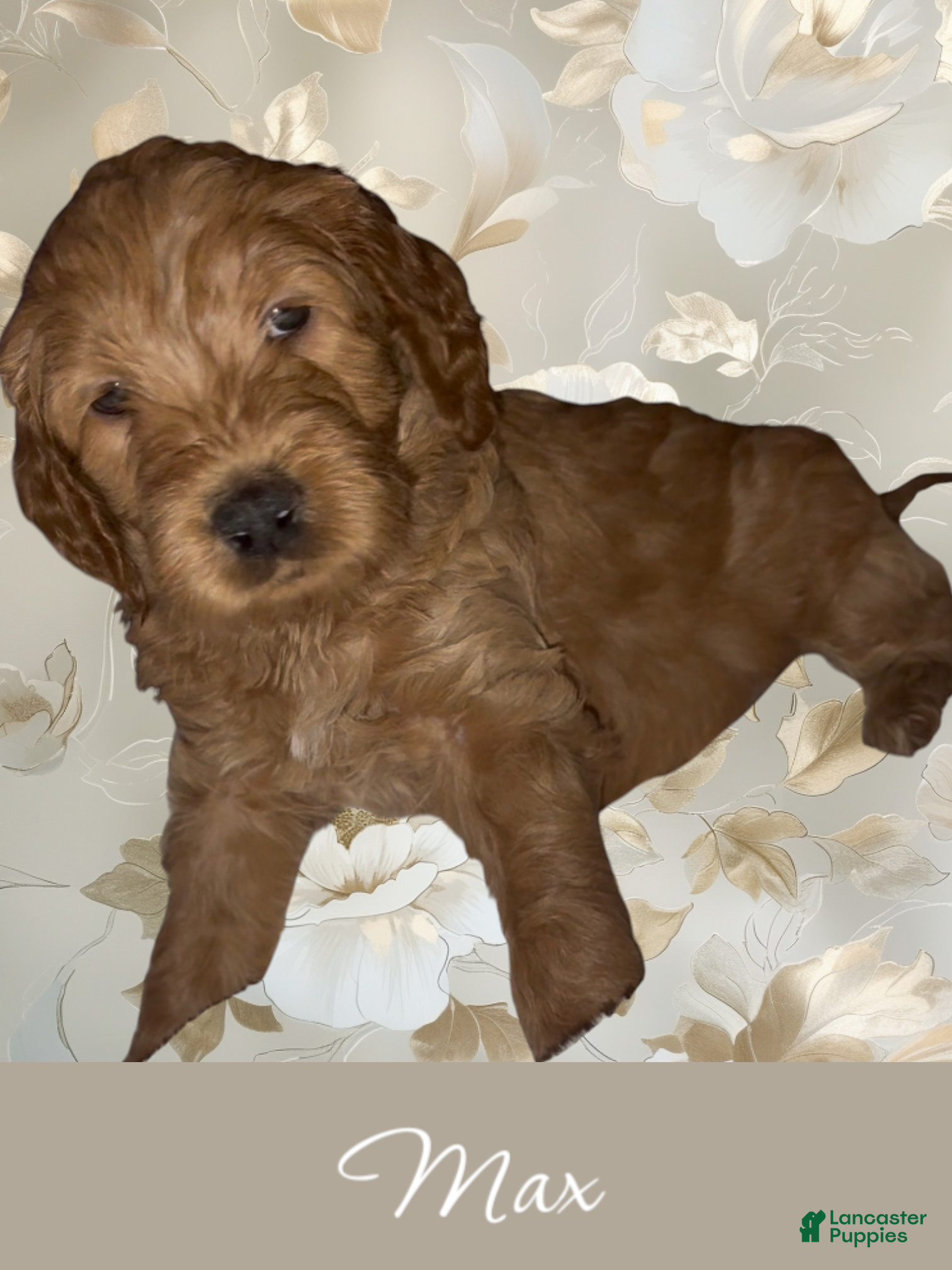 Goldendoodle dogs Max - Ad 1