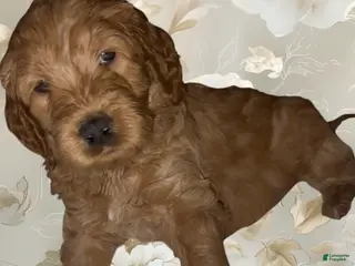 Goldendoodle dogs for sale: Max - Ad 1