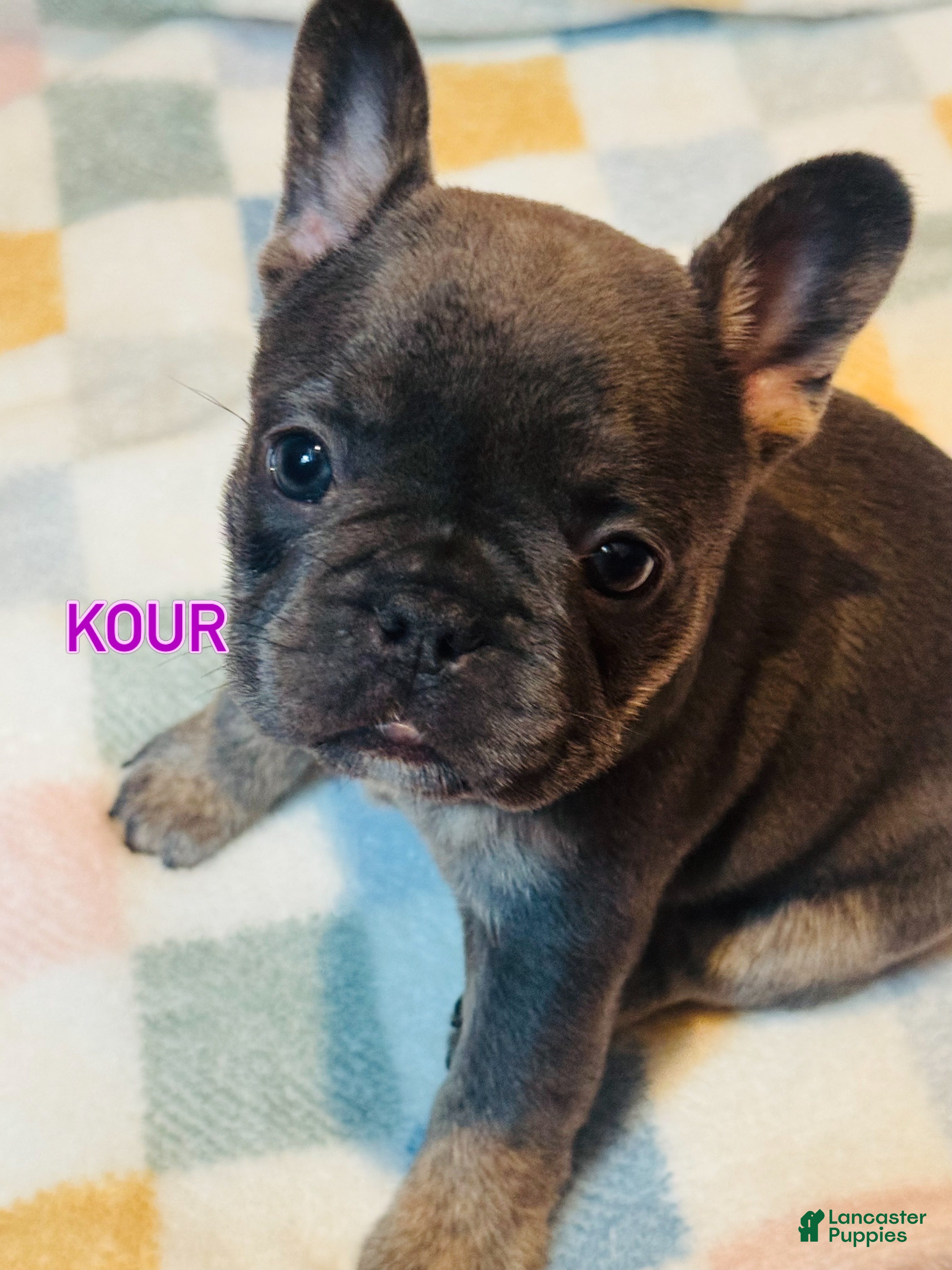 French Bulldog dogs  Kour - Ad 1