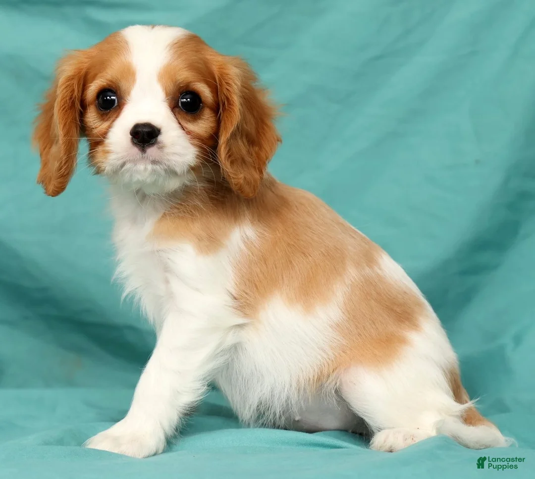 Cavalier King Charles Spaniel dogs for sale: Natasha - Ad 2