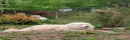 Great Pyrenees dogs for sale: Great Pyrenees 1 - Ad 3