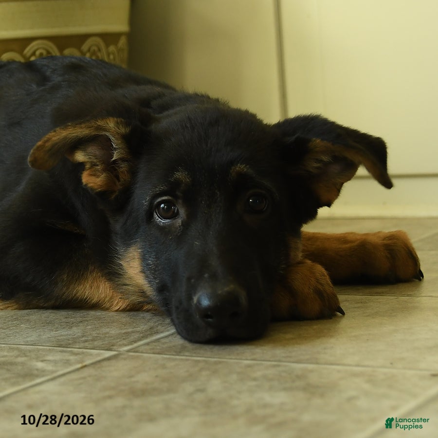 German Shepherd dogs for sale: Freya - Ad 1