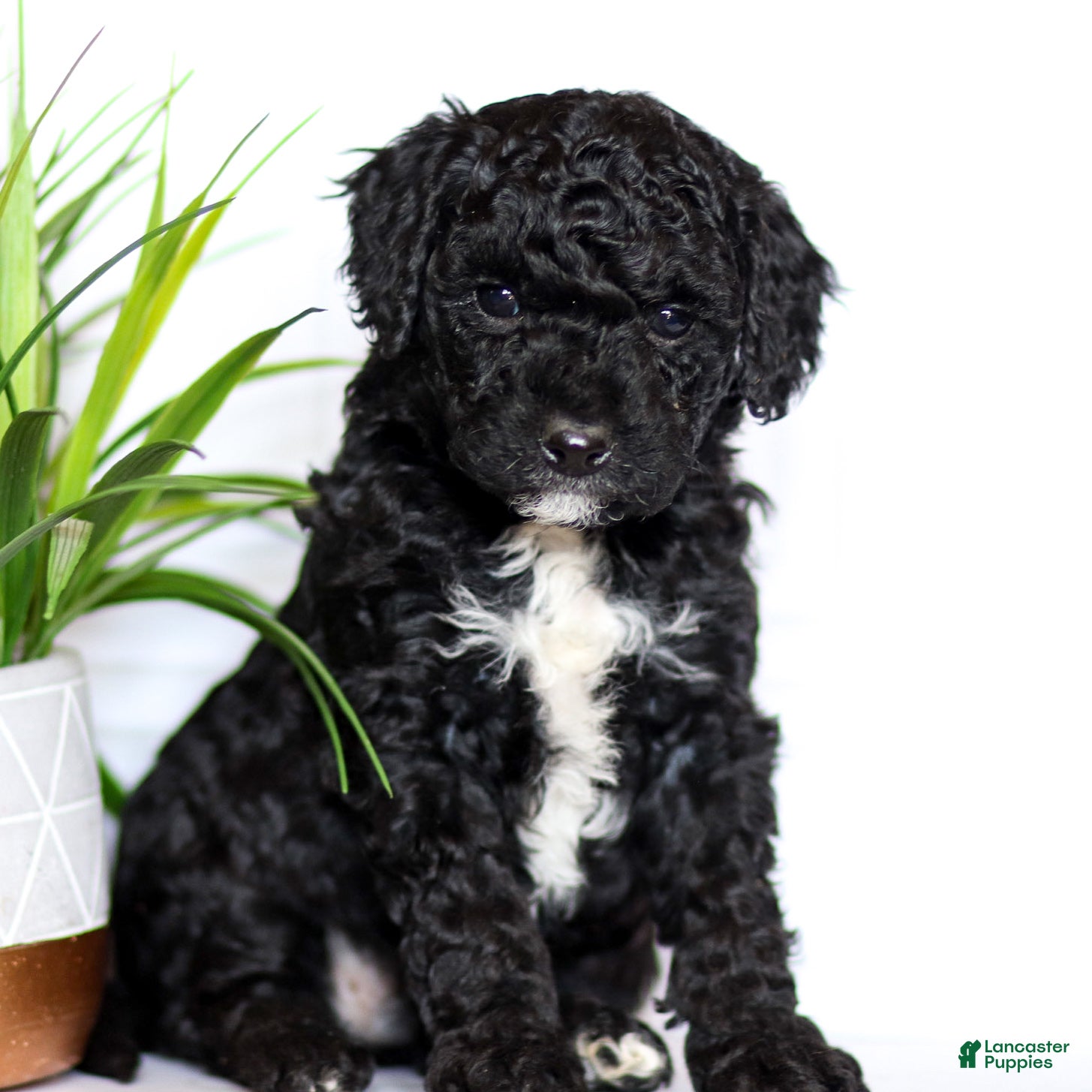 Mini Goldendoodle dogs Archie - Ad 1