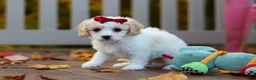 Cavachon dogs for sale: Lily - Ad 7