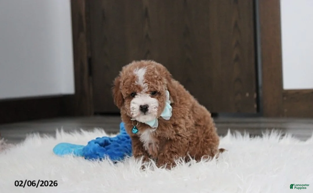 Bichpoo dogs for sale: Tyson - Ad 5