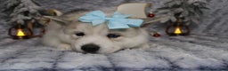 Pomsky dogs for sale: Aelin  - Ad 2