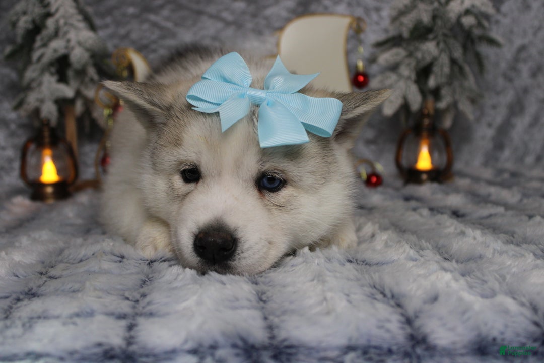 Pomsky dogs for sale: Aelin  - Ad 2