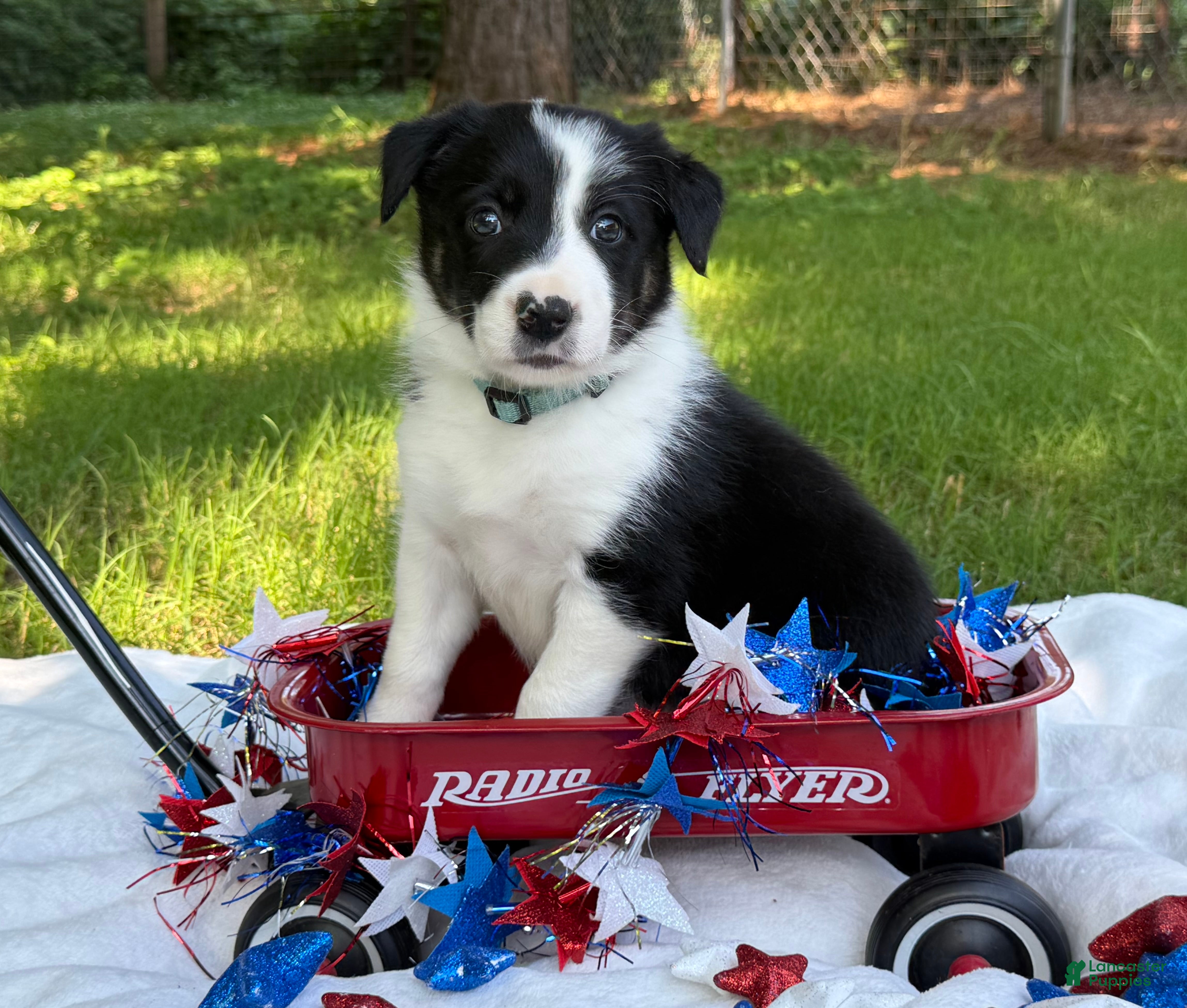 Border Collie dogs Smooth Girl - Ad 2