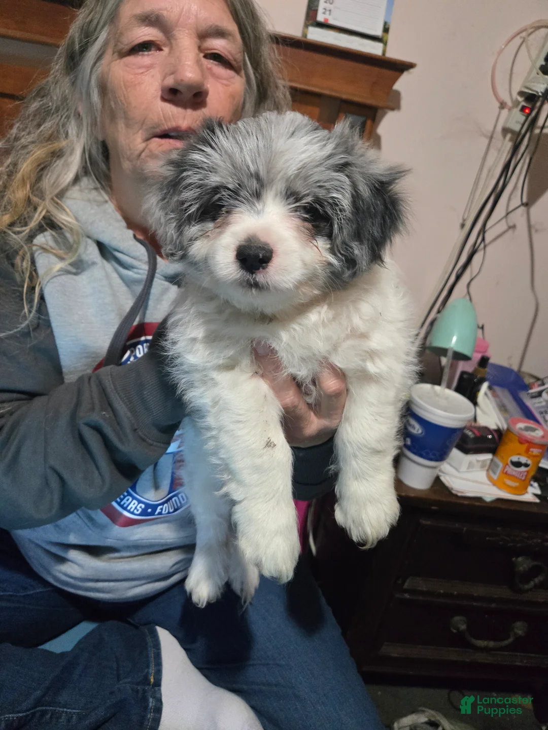 Mixed Breed dogs for sale: Mixed Breed Puppy 1 - Ad 2