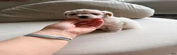 Bichpoo dogs for sale: Bichpoo 1 - Ad 5