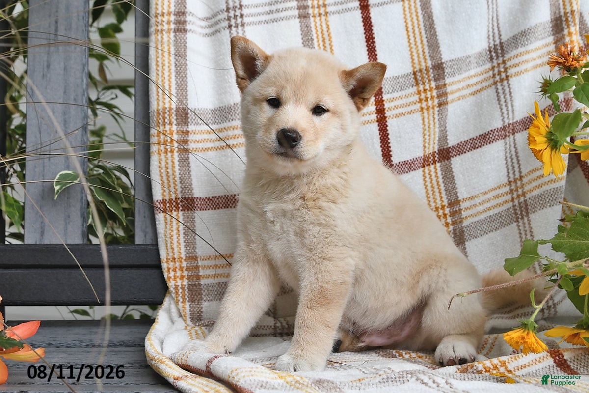 Shiba Inu dogs Duke - Ad 2