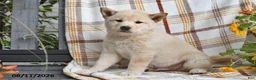 Shiba Inu dogs for sale: Duke - Ad 2