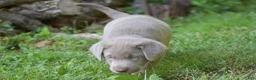 Labrador Retriever dogs for sale: Thunder - Ad 10