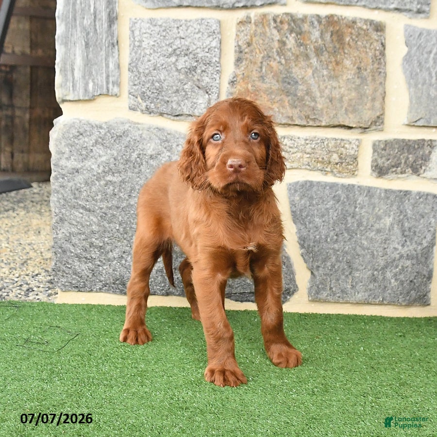 Irish Setter dogs Cutie - Ad 1