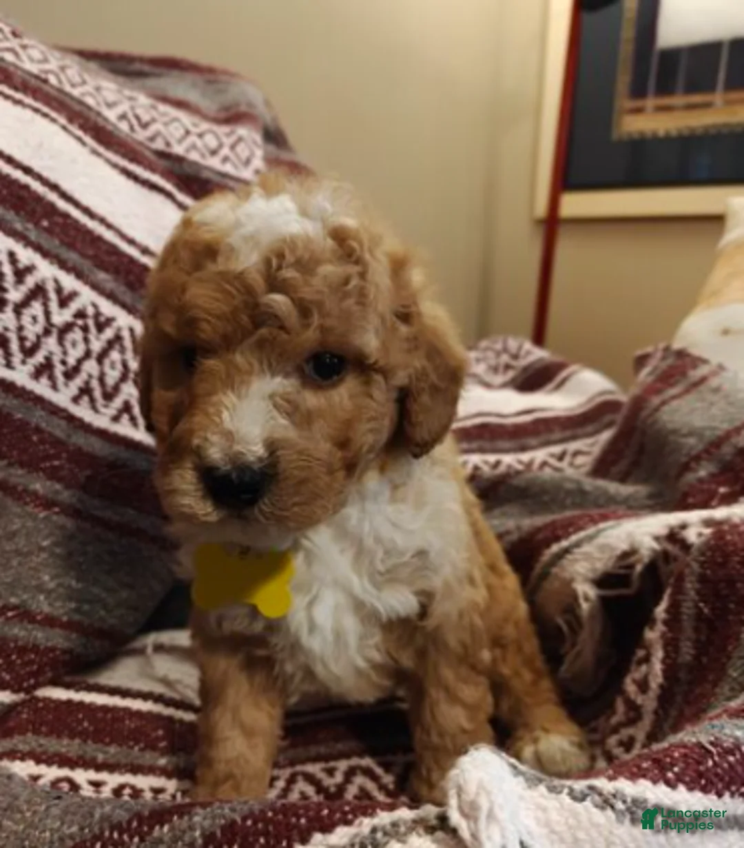 Mini Goldendoodle dogs for sale: Milo - Ad 1