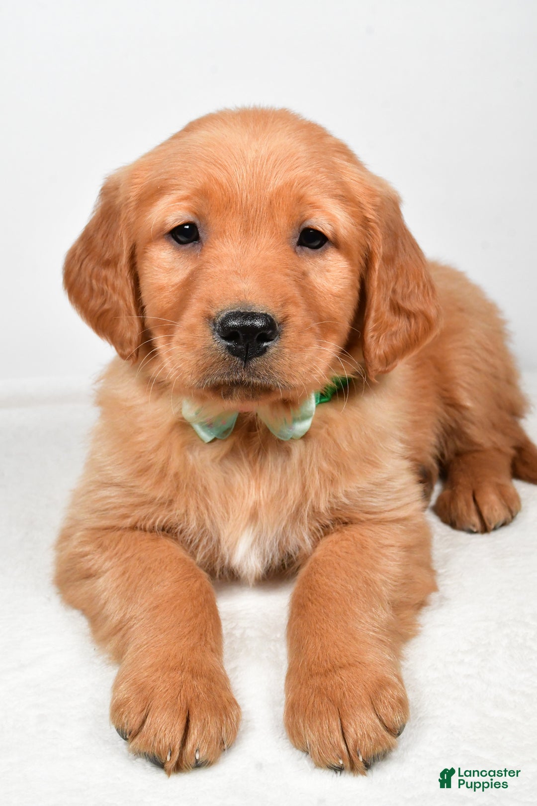 Golden Retriever dogs for sale: Koda - Ad 4