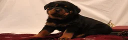 Rottweiler dogs for sale: Arielle - Ad 6