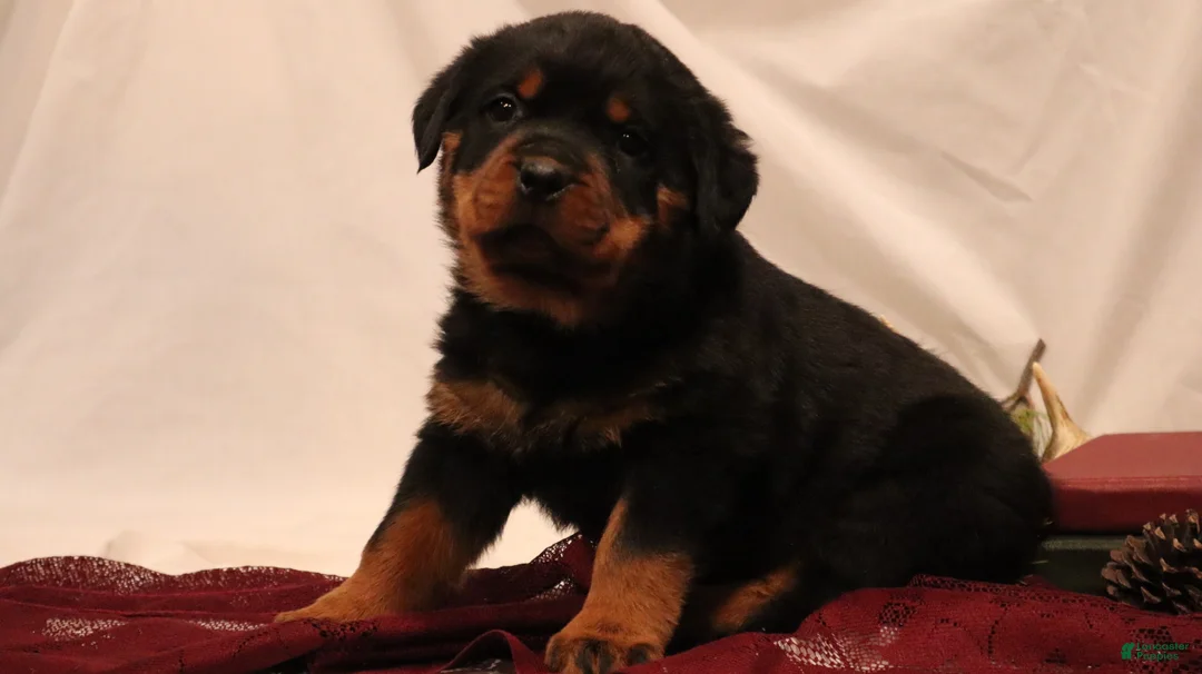 Rottweiler dogs for sale: Arielle - Ad 6