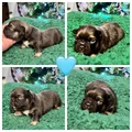 French Bulldog Puppy 1