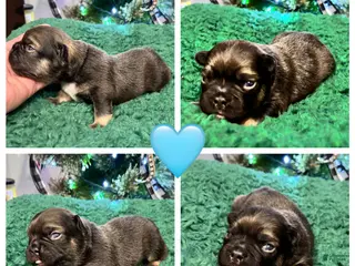 French Bulldog dogs French Bulldog Puppy 1 - Ad 6