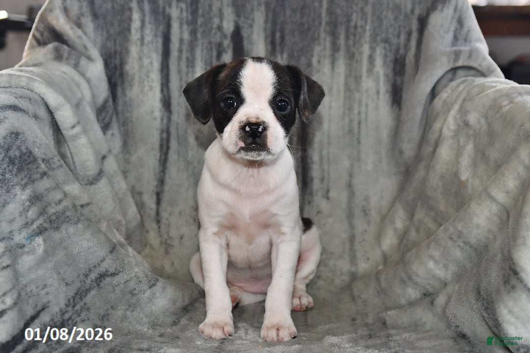 Mixed Breed dogs for sale: Kit Kat - Ad 2