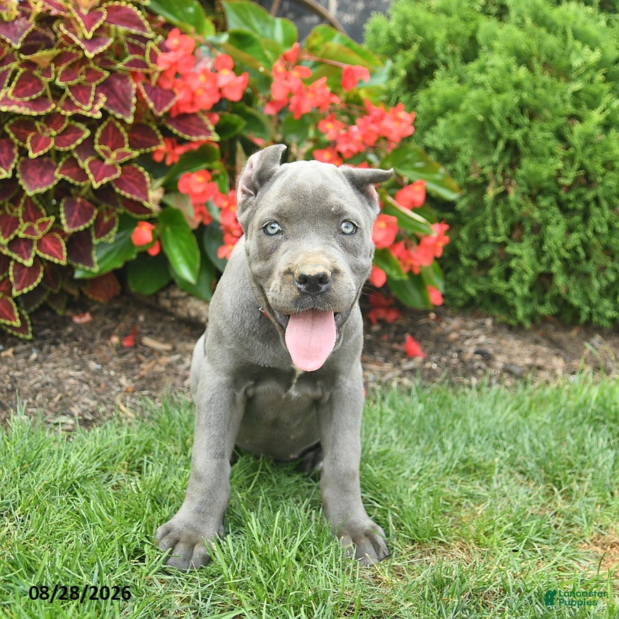 Cane Corso dogs Lily  - Ad 2