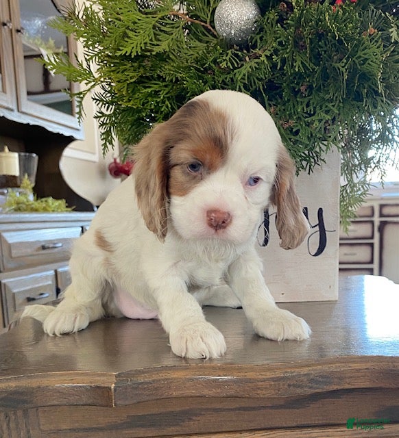 Cavalier King Charles Spaniel dogs Star- genetic clear parents - Ad 37