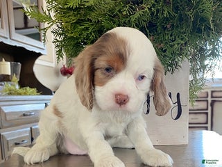 Cavalier King Charles Spaniel dogs Star- genetic clear parents - Ad 37