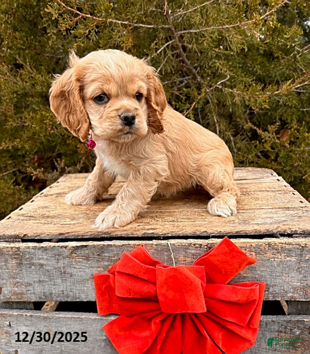 Cocker Spaniel dogs for sale: Zoey - Ad 3