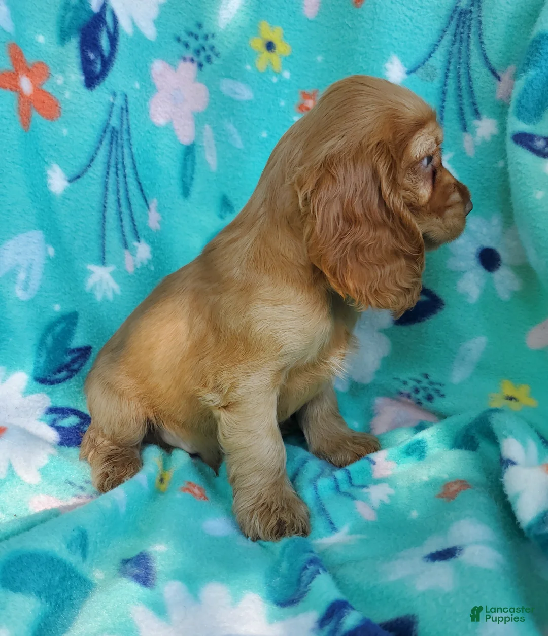 Cocker Spaniel dogs for sale: Dutton - Ad 3