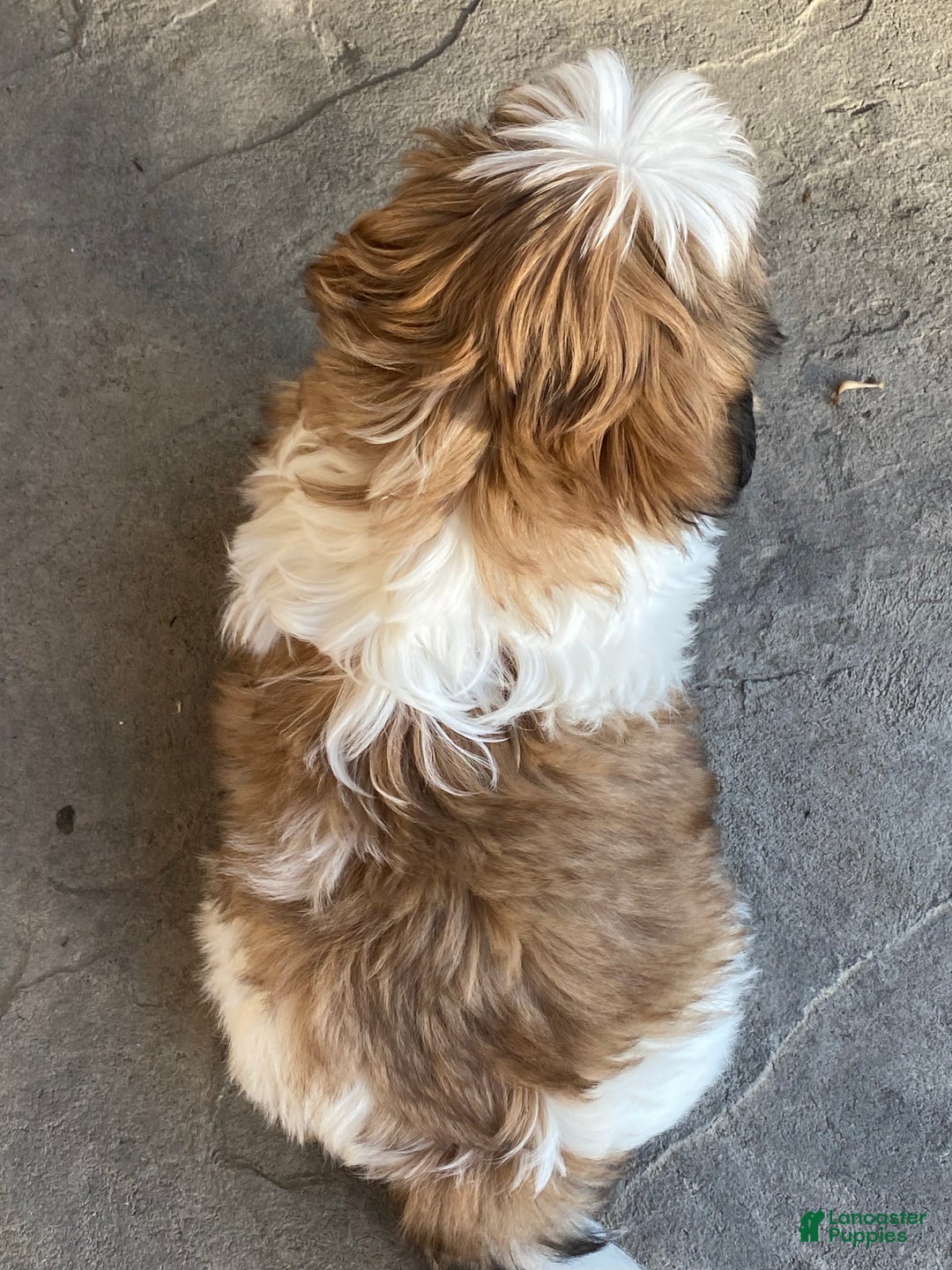 Shih Tzu dogs for sale: Sandy - Ad 4