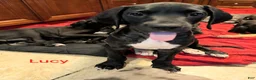 Great Dane dogs for sale: Lucy - Ad 6