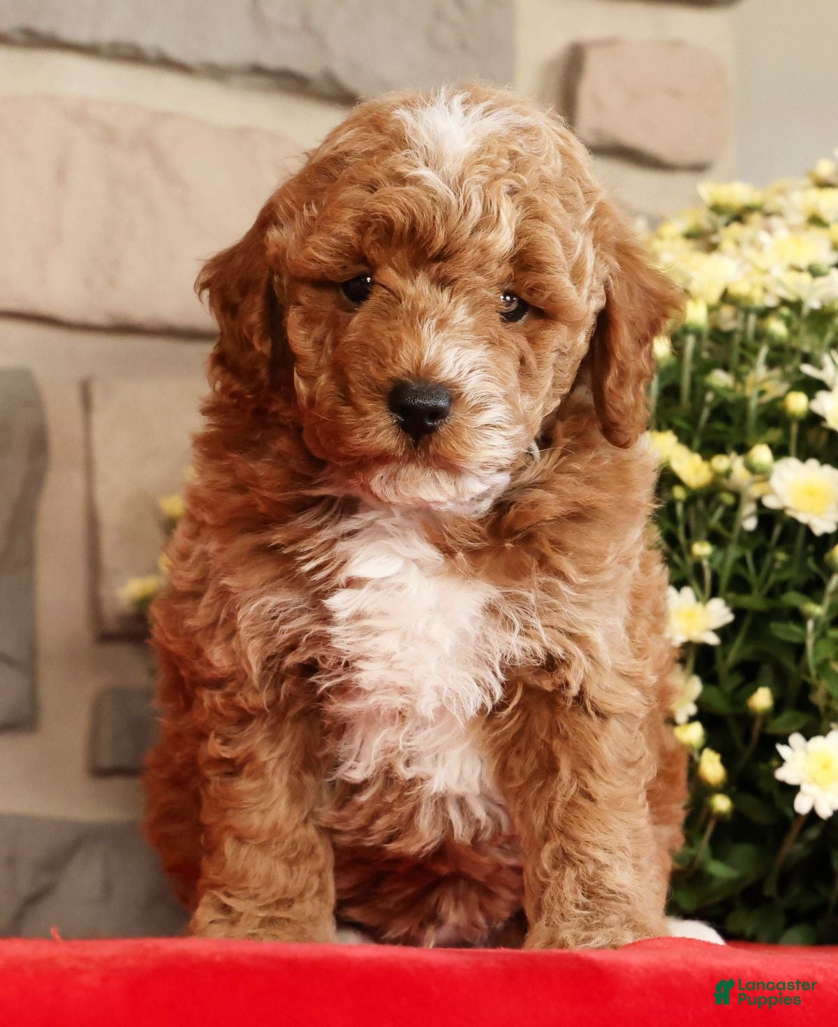 Mini Goldendoodle dogs Baxter - Ad 1