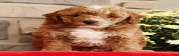 Mini Goldendoodle dogs for sale: Baxter - Ad 1