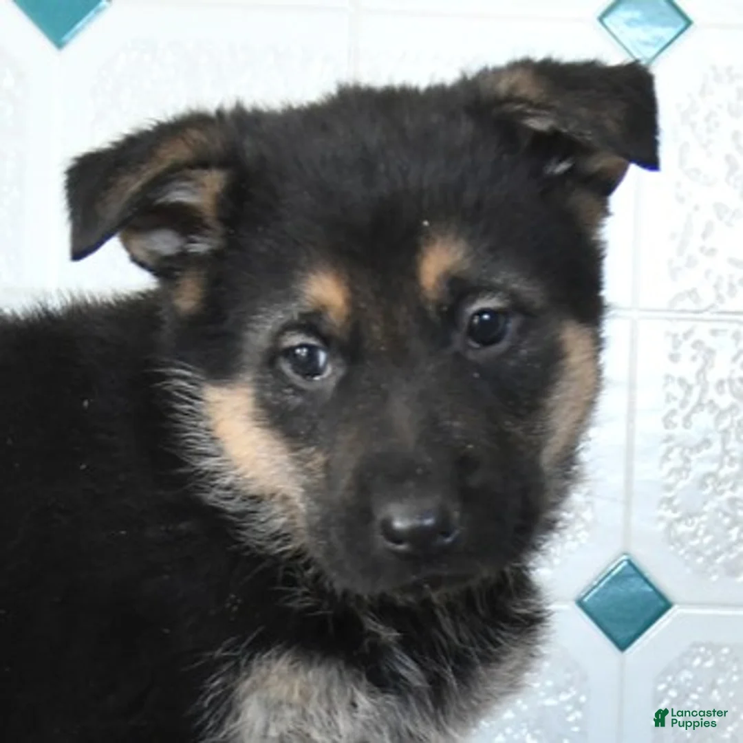 German Shepherd dogs for sale: Ulysses - Ad 4